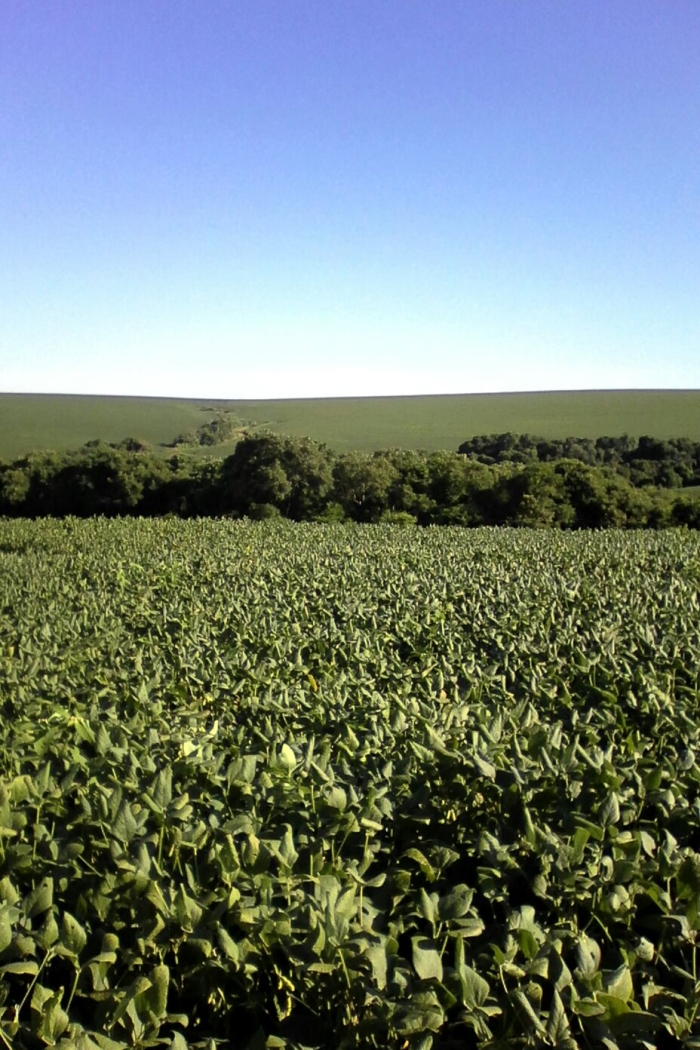 Imagem do dia - Lavoura de soja em Saldanha Marinho (RS). Enviado pelo Técnico Agrícola Daniel  Ledur