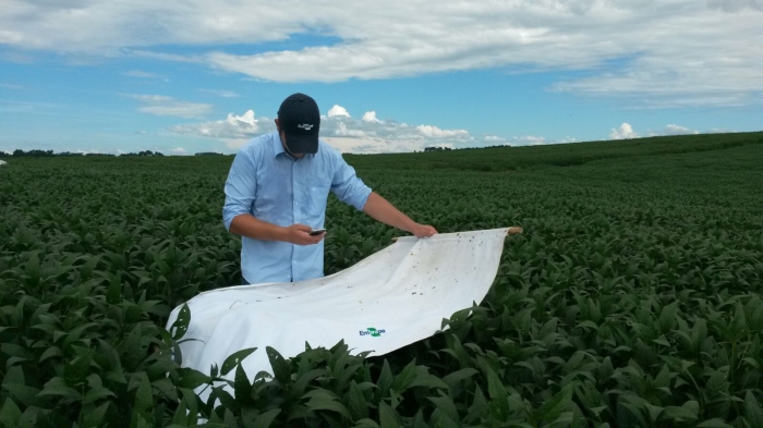Imagem do dia - Manejo Integrado de pragas na lavoura de soja, com auxílio de aplicativo para celulares e tablets, em Bela Vista do Toldo (SC)