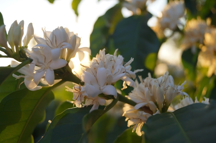 Legenda: Florada na área de ação da Cooxupé demonstra impacto na safra do próximo ano (Divulgação)