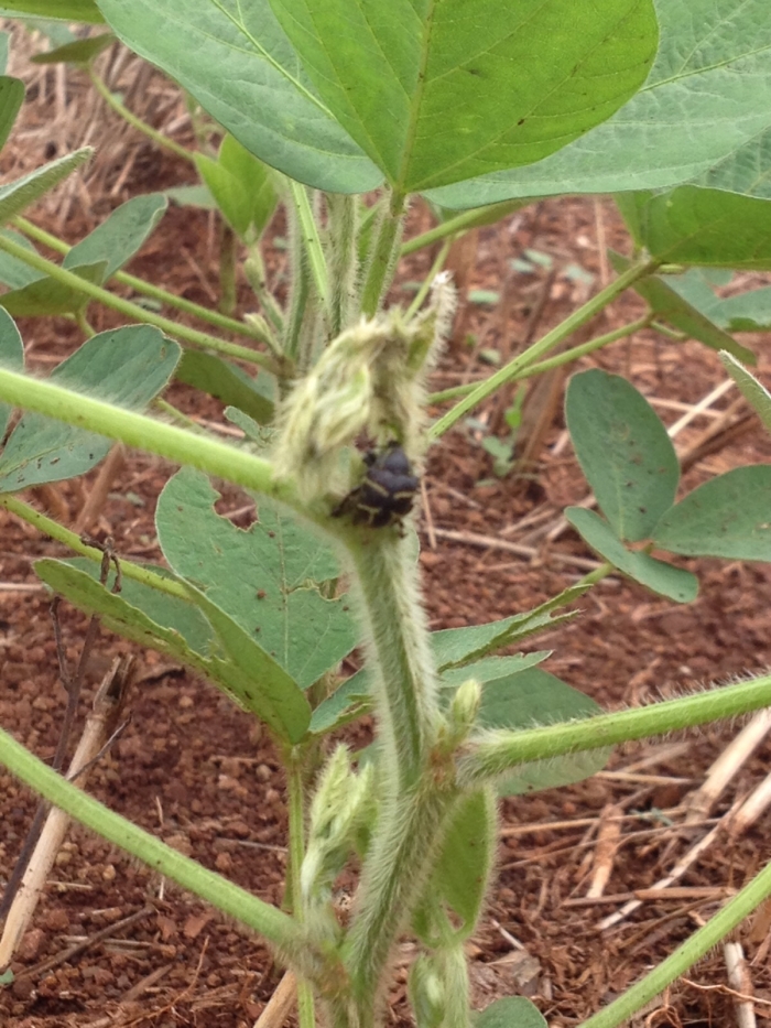 Imagem do dia - Ataque de Tamanduá-da-soja em Tucunduva (RS). Enviado pelo Consultor Agrícola Jackson Luis