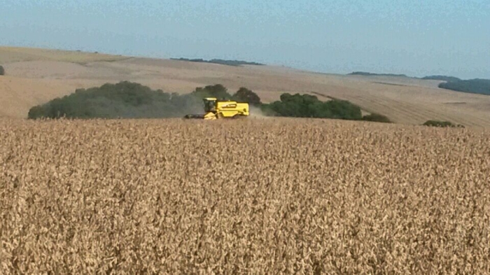 Imagem do dia - Lavoura de soja em Ibiaçá (RS), na propriedade de Walter Roman