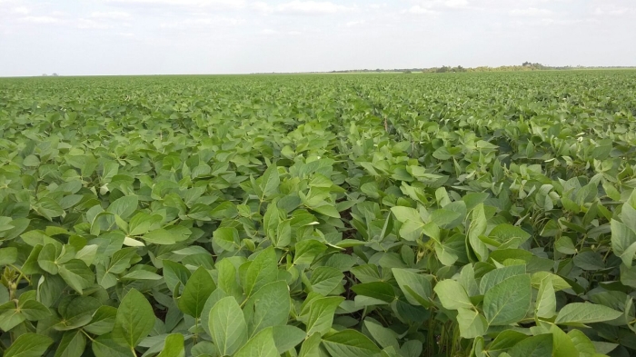 Imagem do dia - Lavoura de soja em Balsas (MA), na Fazenda Corrente