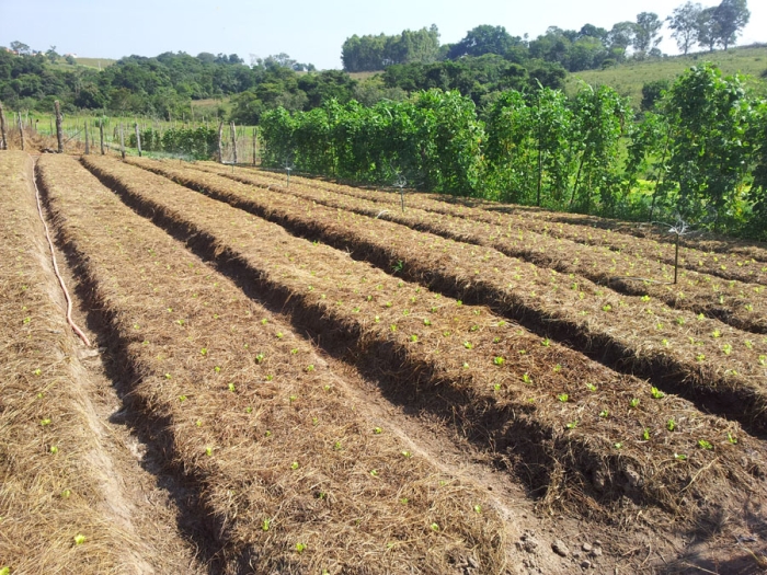 Imagem do dia - Horta do produtor Joel Ribeiro em Conchas (SP)