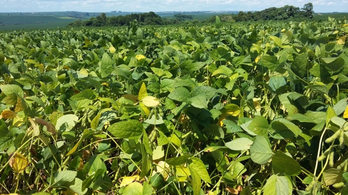 Imagem do dia - Lavoura de soja em início de maturação em Ubiratã (PR). Enviado pelo Engenheiro Agrônomo Braciforte