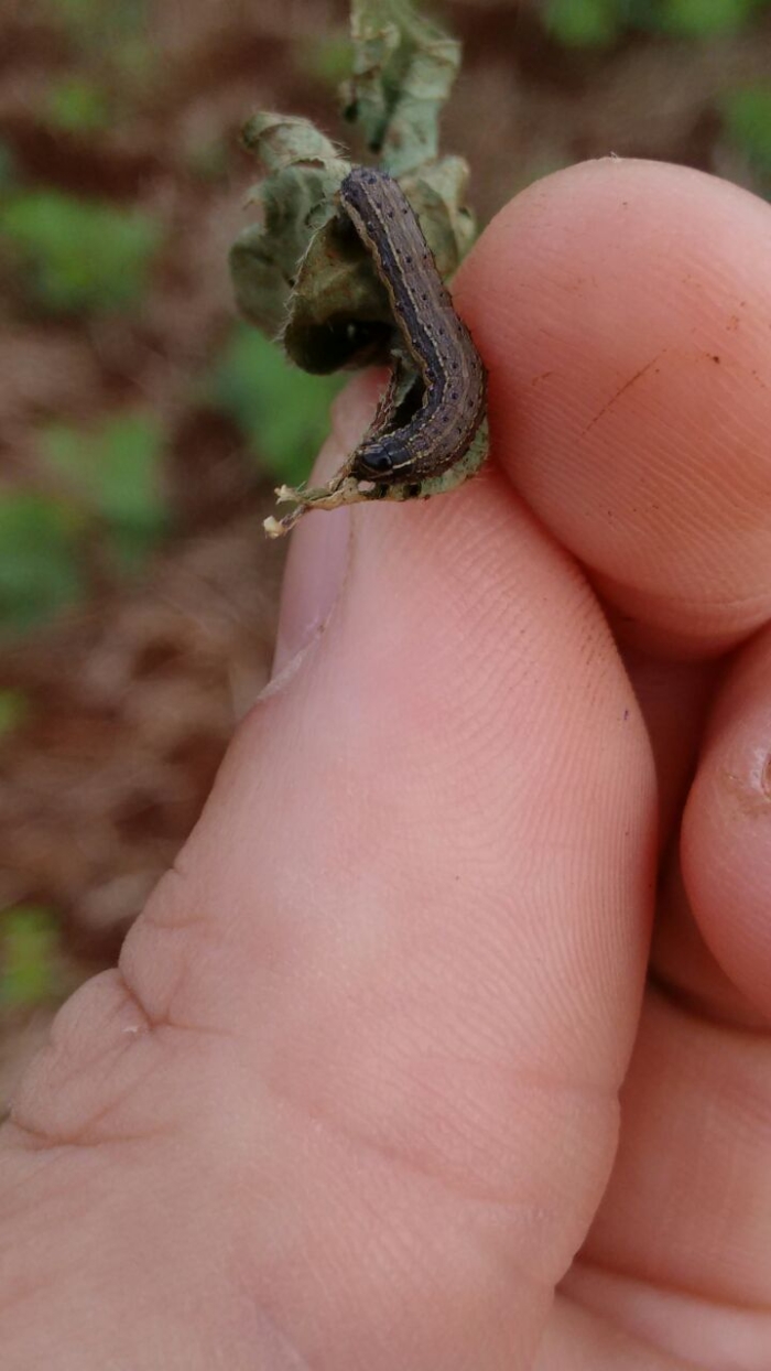 Imagem do dia - Lagarta Spodoptera em Bom Sucesso do Sul (PR). Enviado pelo Engenheiro Agrônomo Ângelo Simonato