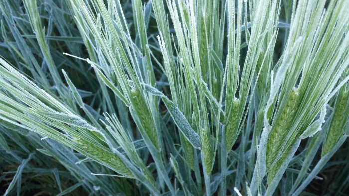 Imagem do dia - Geada na lavoura de trigo em Ipiranga do Sul (RS), do produtor Douglas Baruffi