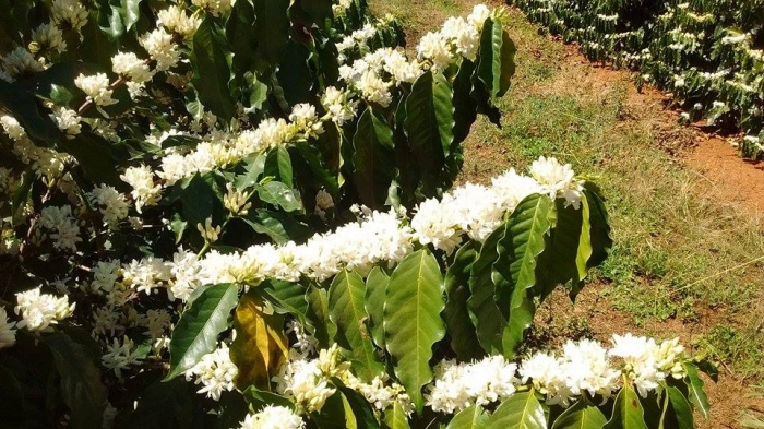 Florada no cerrado mineiro, na cidade de Rio Paranaíba (MG). Envio de Diego Bernardes Rocha, Técnico Agrícola.