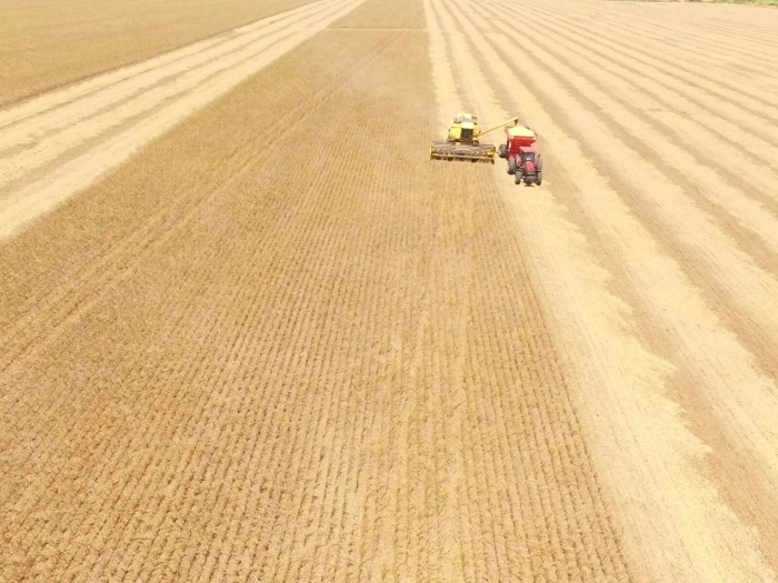 Imagem do dia - Colheita de soja no distrito de Ybyrarovana (PY), na Fazenda MS, dos produtores Everson da Silva e Rene Melgarejo