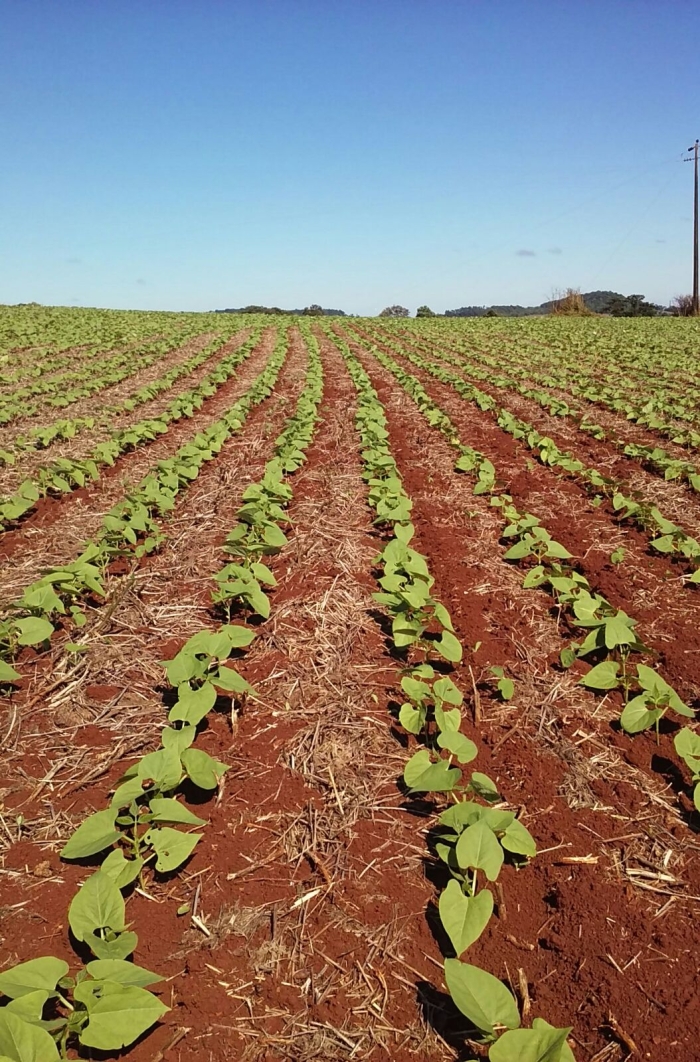 Imagem do dia - Lavoura de feijão safrinha em Boa Esperança do Iguaçu (PR), da Família Borsa