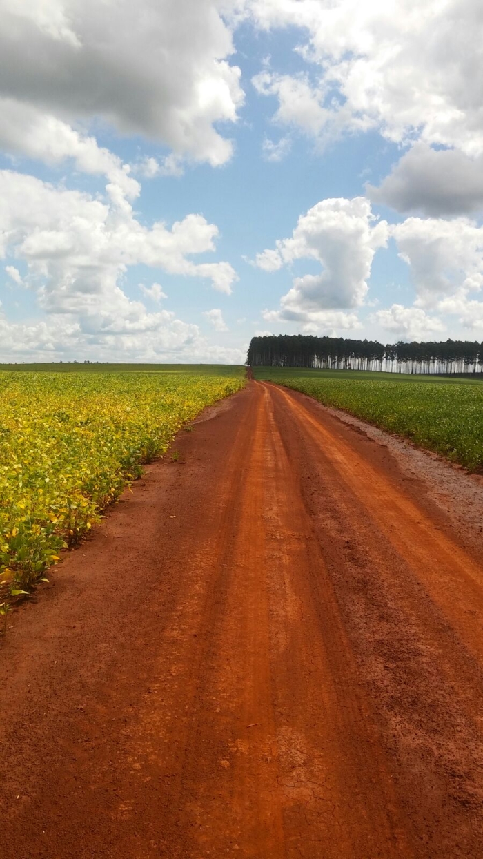 Imagem do dia - Lavoura de soja em fase de maturação em Iruña (PY). Enviado pelo Engenheiro Agrônomo Emerson Luiz Romanha