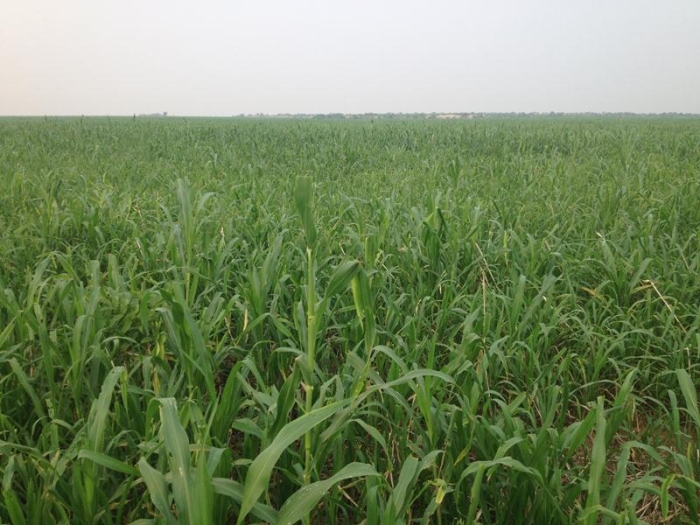 Lavoura de milheto em Uruçuí (PR). Enviada por Altair Fianco