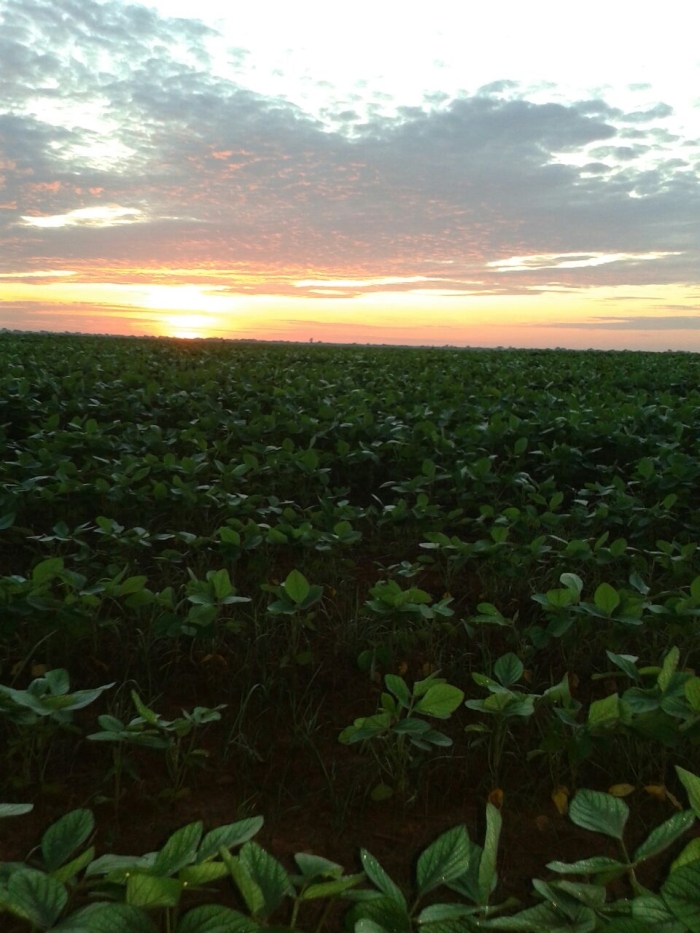 Imagem do dia - Lavoura de soja na Fazenda Sorriso em Cláudia (MT). Enviado por Valdecir Müller