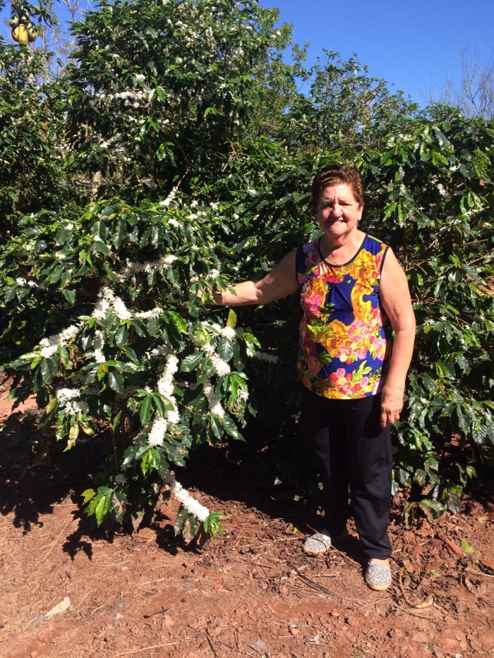 Imagem do dia - Florada do café em Terra Roxa (PR), do produtor Amâncio Varolo