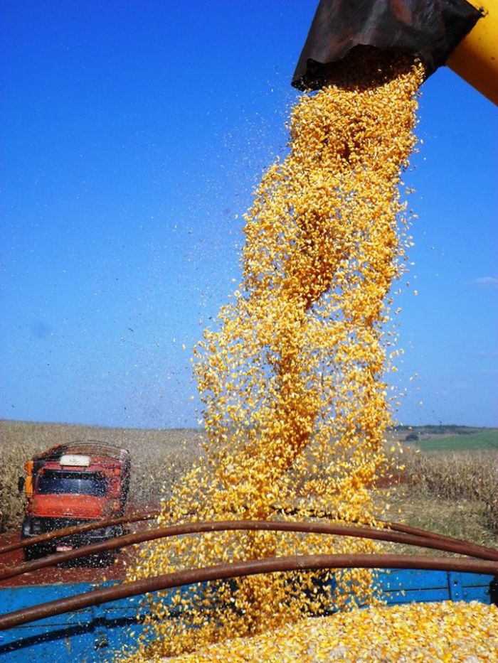 Imagem do dia - Imagem da colheita de milho safrinha em Itambé (PR), do produtor Valdir Edemar Fries
