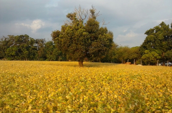 Imagem do dia - Lavoura de soja em Sumaré (SP), do produtor Anderson Gualtieri