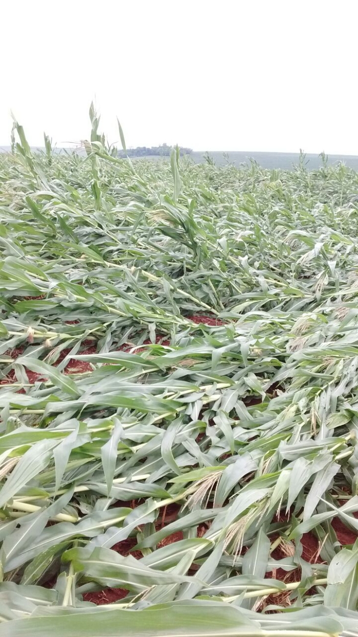 Imagem do dia - Lavoura de milho em Tupãssi (PR), após ventania na região. Enviado por Jean