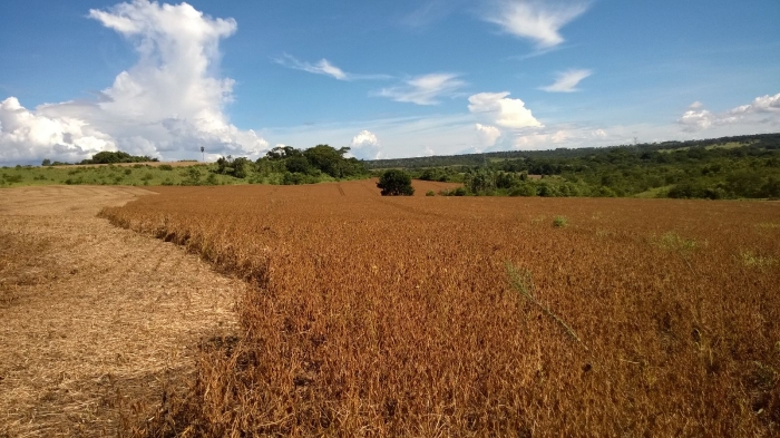 Imagem do dia - Lavoura de soja em Jataí (GO). Enviado pelo Engenheiro Agrônomo Hildo Antônio