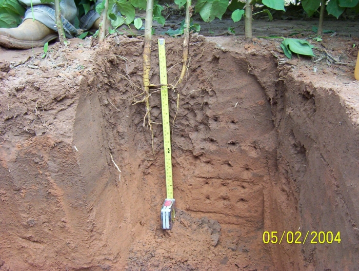 Comparação de raiz de algodão em plantio convencional (oeste da Bahia), enviado por Pedro Freitas/Embrapa Solos