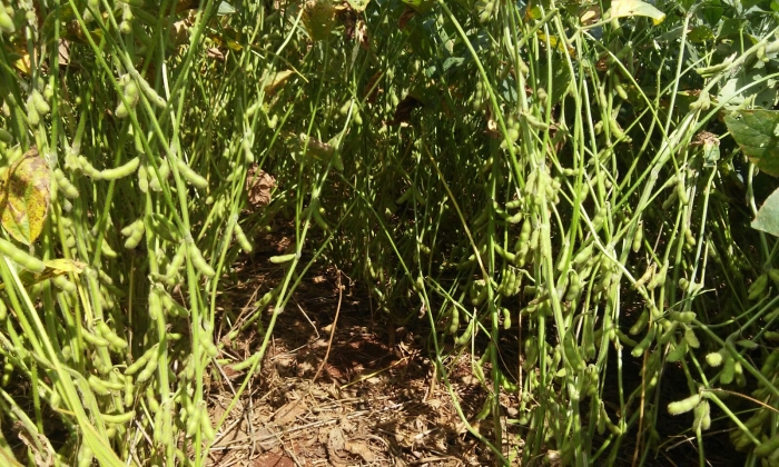Imagem do dia - Lavoura de soja em Pranchita (PR). Enviado pelo Engenheiro Agrônomo Cristian Luiz Zilio