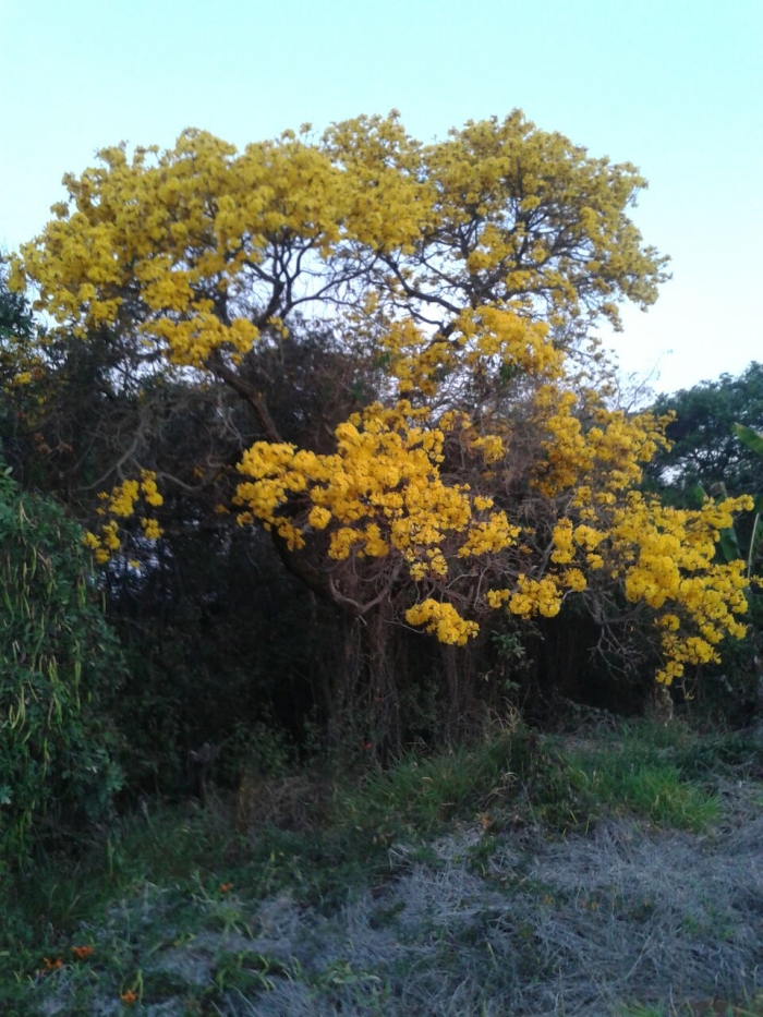 Imagem do dia - Imagem em Carmo do Rio Claro (MG)