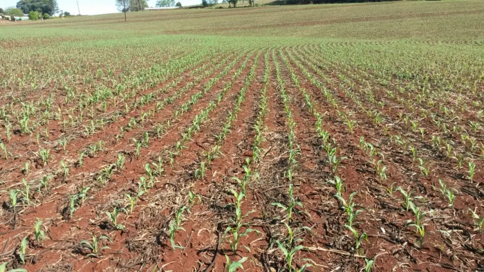 Imagem do dia - Milho em início de desenvolvimento vegetativo, em Capanema (PR), do produtor Elecir Trevisan