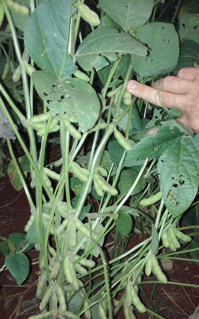 Imagem do dia - Lavoura de soja em Colônia Nova (PY), do produtor Renato Schons