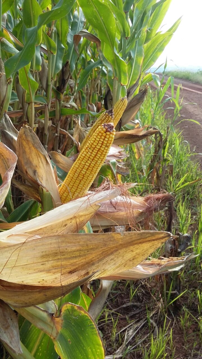 Imagem do dia - Milho safrinha em Ubiratã (PR). Foto do Engenheiro Agrônomo Braciforte.