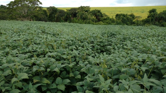 Imagem do dia - Lavoura de soja em Joviânia (GO)