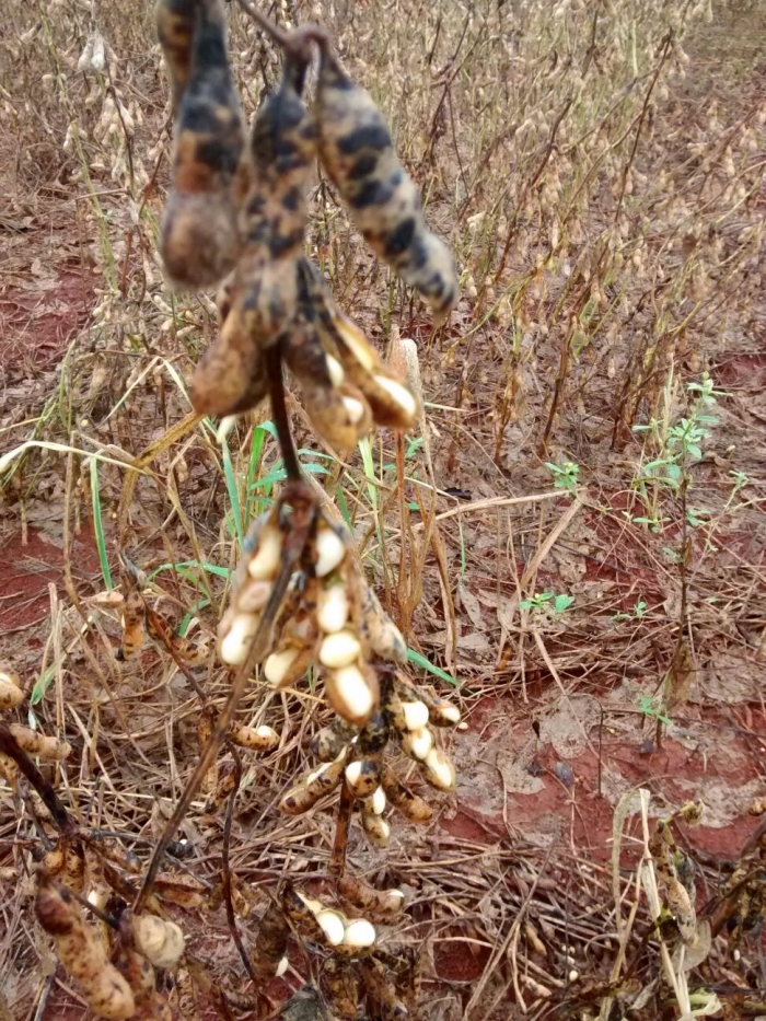 Imagem do dia - Lavoura de soja em São Miguel do Iguaçu (PR), do produtor Enio Scariot
