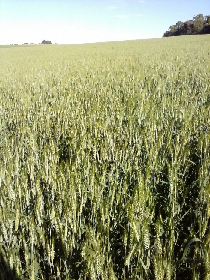 Imagem do dia - Lavoura de trigo em Rio Bonito do Iguaçu (PR), do produtor Edu Birgeier