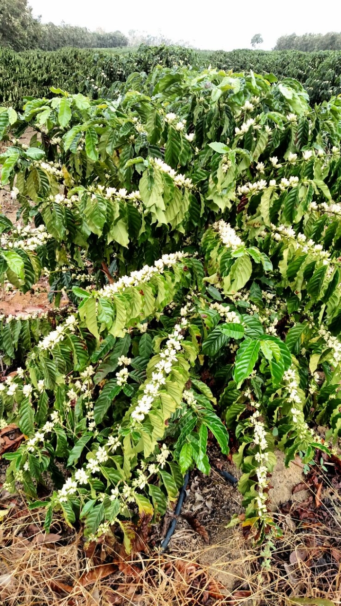 Imagem do dia - Florada do café em Rio Bananal (ES), do produtor Messias Kirmse