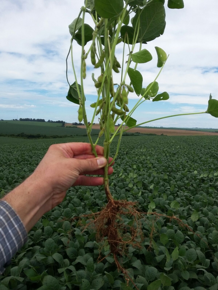 Imagem do dia - Lavoura de soja em Passo Fundo (RS), na Fazenda Cecconello e Remor. Imagem do Engenheiro Agrônomo Luciano Remor