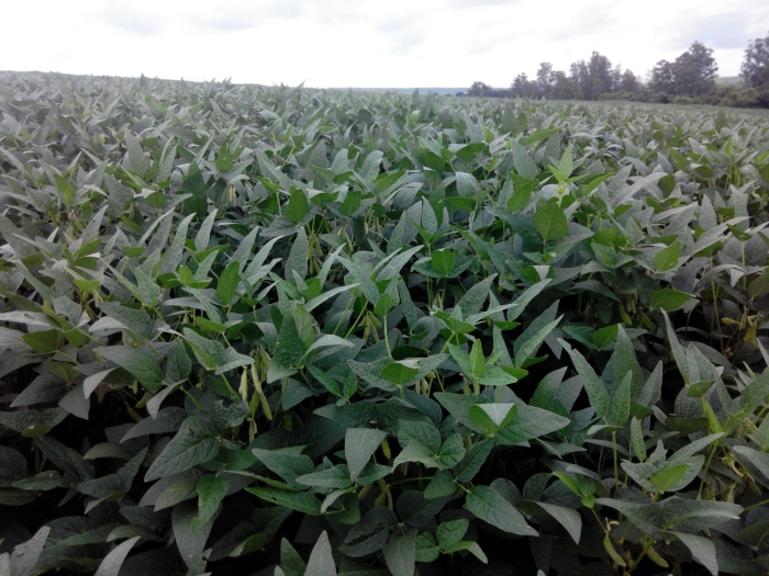 Imagem do dia - Lavoura de soja em Assis Chateaubriand (PR), do produtor Waldir Basseto