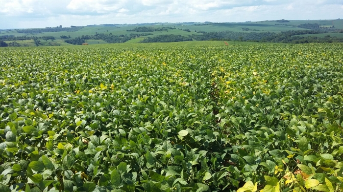 Imagem do dia - Lavoura de soja em início de maturação em Ubiratã (PR). Enviado pelo Engenheiro Agrônomo Braciforte