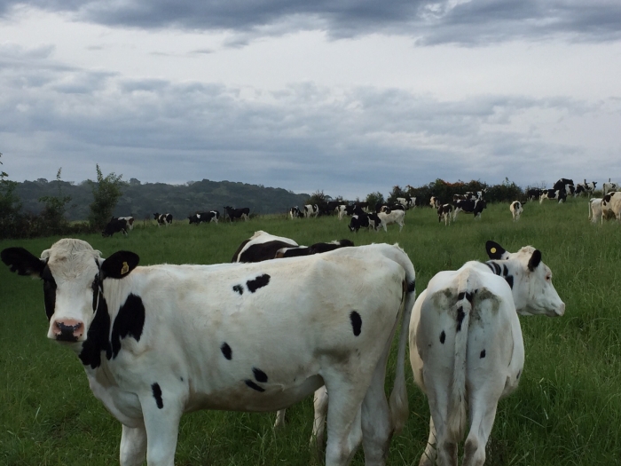 Imagem do dia - Gado holandês em São Jorge (RS), do produtor Belchior da Silva. Recria de terneiras e novilhas