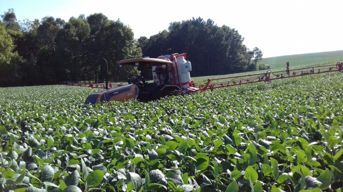 Imagem do dia - Lavoura de soja em Ronda Alta (RS), do produtor Henrique Celso