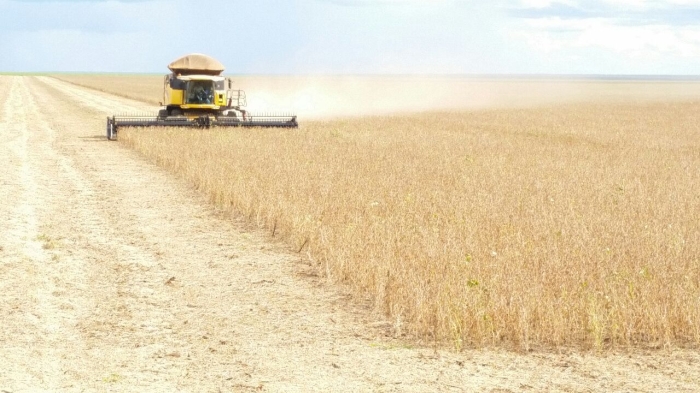 Imagem do dia - Colheita de soja em Campo Novo do Parecis (MT). Enviado por Junior Potrich
