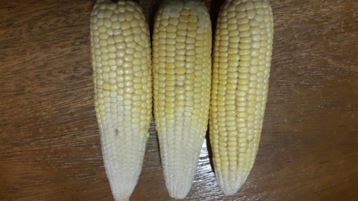 Imagens do dia - Potencial do milho safrinha em Pedrinhas Paulista (SP), com estimativa de perdas em 50%. Enviado por Antônio Franco Neto