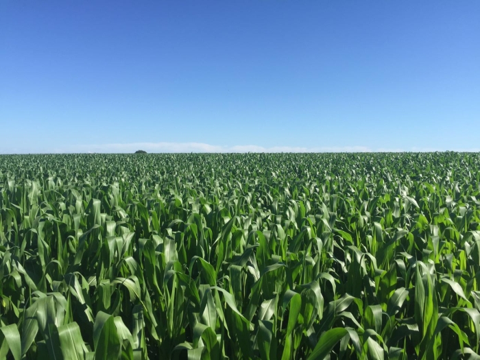 Imagem do dia - Lavoura de milho safrinha em Mariluz (PR)