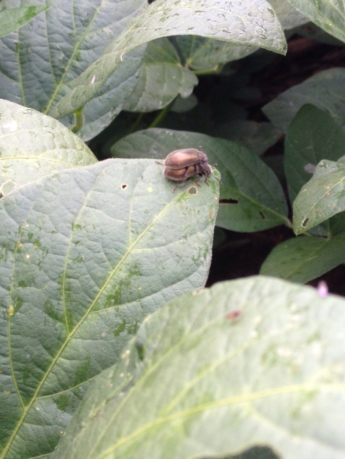 Imagem do dia - Lavoura de soja na região do distrito de Boa Esperança do Norte (MT)