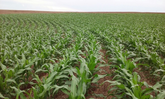 Imagem do dia - Lavoura de milho safrinha em Corbélia (PR), do produtor Marcos Dall Apria