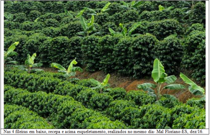 Por que pequenos produtores preferem recepar seus cafezais? 002