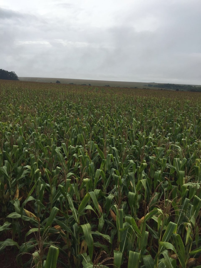 Imagem do dia - Lavoura de milho safrinha em Santa Rita (PY), na propiedade de Valdomiro da Veiga