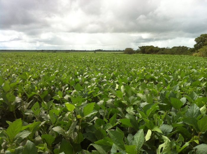 Imagem do dia - Lavoura de soja em Porteirão (GO). Enviado por Toni Faria