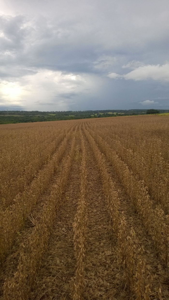 Imagem do dia - Lavoura de soja em Jataí (GO). Enviado pelo Engenheiro Agrônomo Hildo Antônio