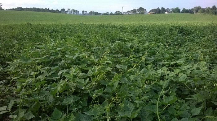 Imagem do dia - Lavoura de feijão em Nova Prata do Iguaçu (PR). Enviado pelo Técnico Agrícola Diones Farias