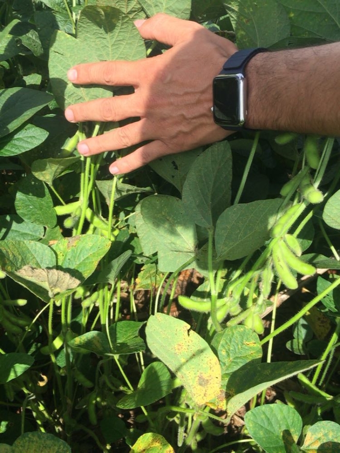 Imagem do dia - Lavoura de soja safrinha em Erval Seco (RS), do produtor Arno Ziech. Enviado por Fabio Severo