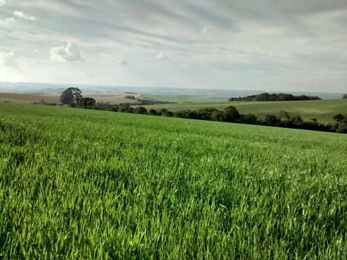 Imagem do dia - Lavoura de trigo em Faxinal dos Guedes (SC). Envio do Engenheiro Agrônomo Jonas Rossetto