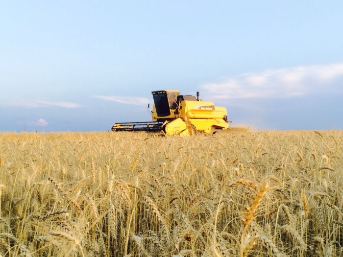 Imagem do dia - Início da colheita de trigo em Boa Vista do Incra (RS). Envio do Engenheiro Agrônomo Maurício Kunz