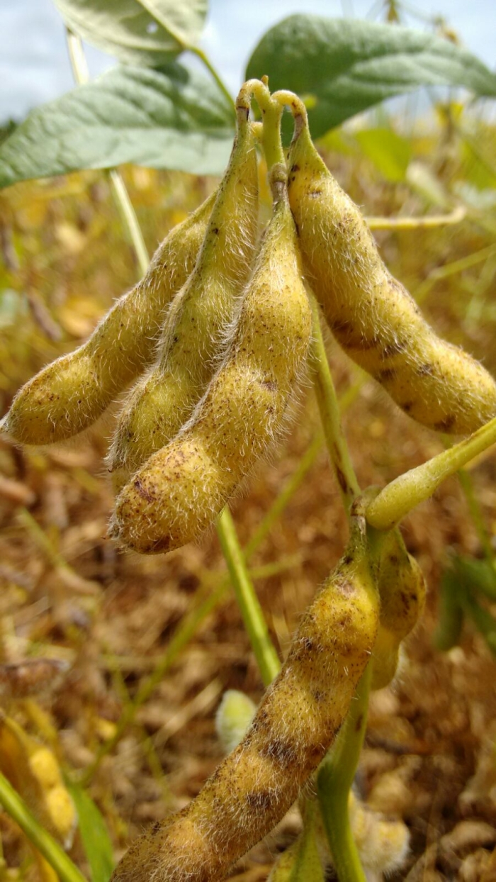 Imagem do dia - Lavoura de soja em Ibiporã (PR), do produtor Ricardo Ferreira
